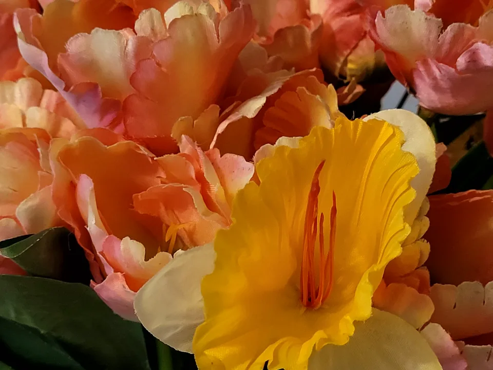 Close-up photo of orange and yellow flowers, the converted JPG copy